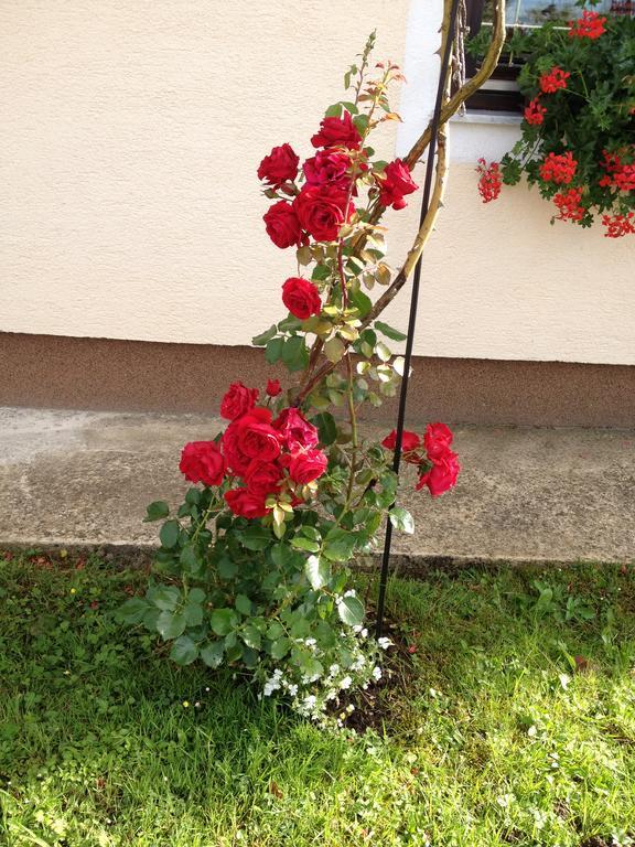 Guest Accommodation Marko Kesic Grabovac  Exterior foto